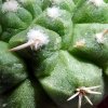 Strombocactus _disciformis _ssp.esperanzae_ 05